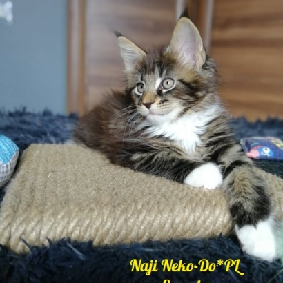 Naji Neko-Do*PL_10