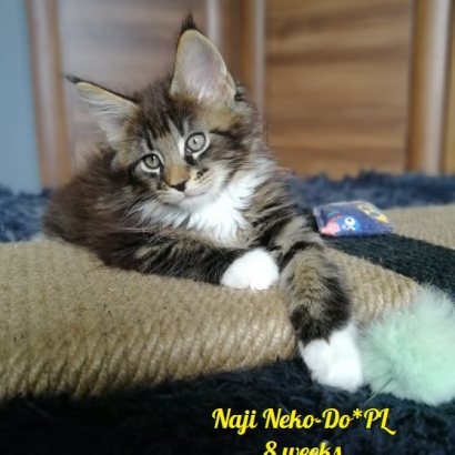 Naji Neko-Do*PL_6