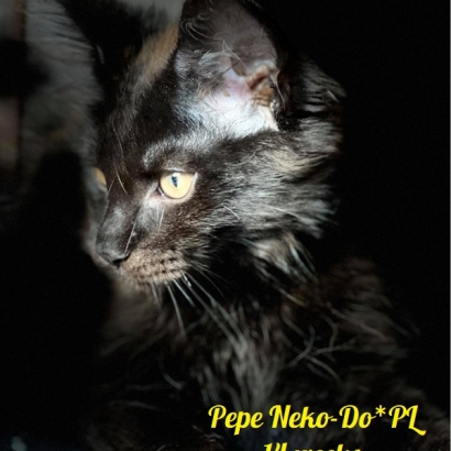 Pepe Neko-Do*PL