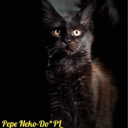 Pepe Neko-Do*PL - 14 weeks_3