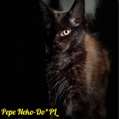 Pepe Neko-Do*PL - 14 weeks_6
