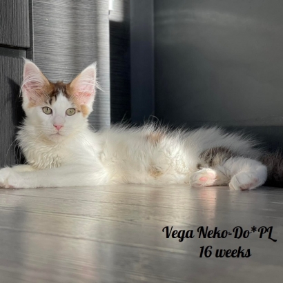 Vega Neko-Do*PL 15 weeks_19