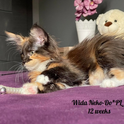 Wida Neko-Do*PL 15 weeks_17