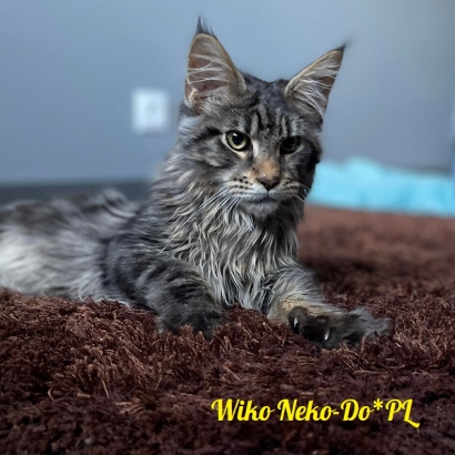 Wiko Neko-Do*PL_4