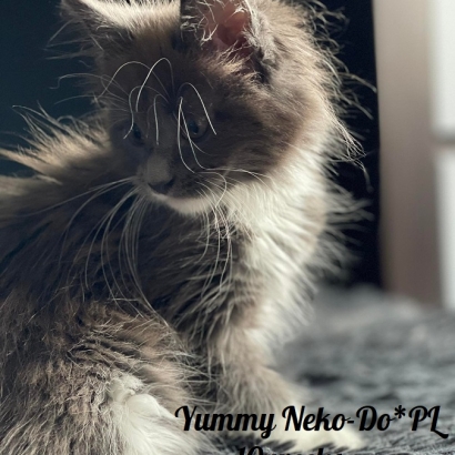 Yummy Neko-Do*PL - 10  WEEKS_1