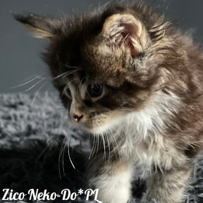Zico Neko-Do*PL - 6 weekss_14