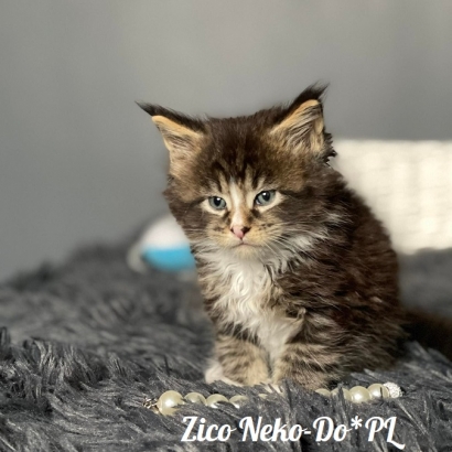 Zico Neko-Do*PL - 6 weekss_1