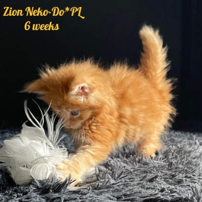 Zion Neko-Do*PL - 6 weekss_3