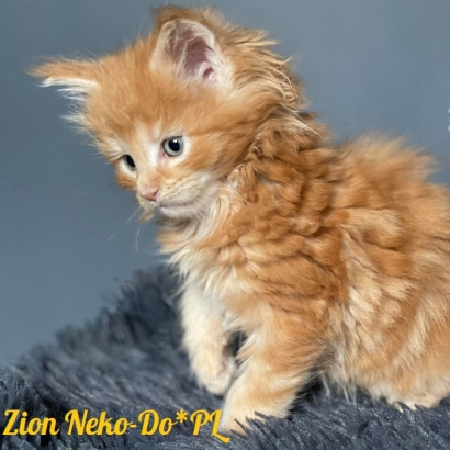 Zion Neko-Do*PL - 6 weekss_4