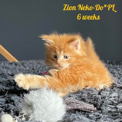 Zion Neko-Do*PL - 6 weekss_7