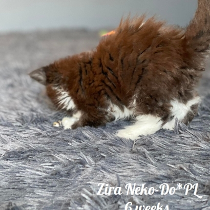 Zira Neko-Do*PL - 6 weekss_14