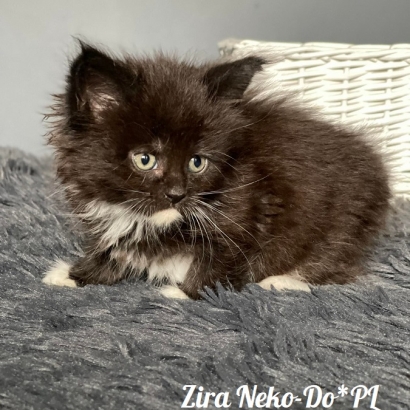 Zira Neko-Do*PL - 6 weekss_6