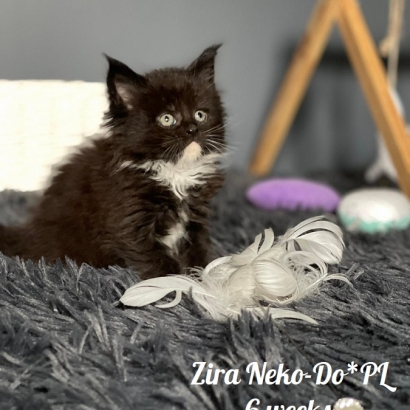 Zira Neko-Do*PL - 6 weekss_8