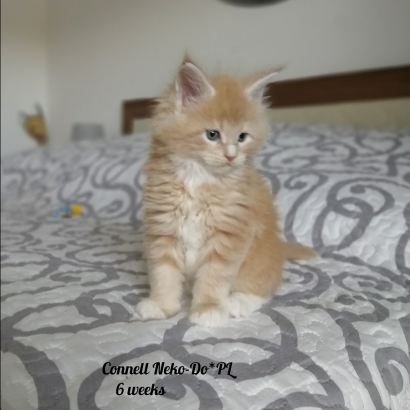 Connell 6 weeks miot c_3