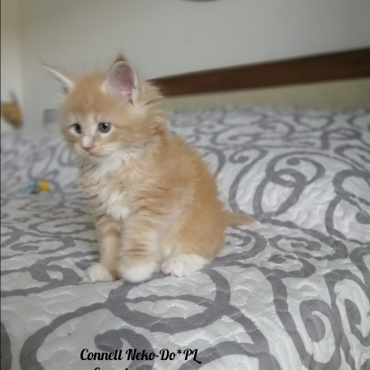 Connell 6 weeks miot c_5