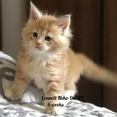 Connell 6 weeks miot c_6