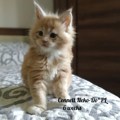 Connell 6 weeks miot c_7