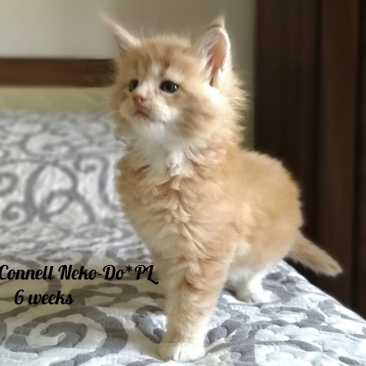 Connell 6 weeks miot c_8