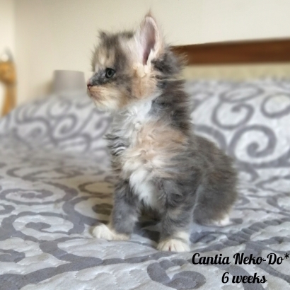 cantia 6 weeks miot c_1