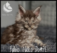 Fabio Neko-Do*PL - ur. 22.06.2023 r. - MIESZKA W NOWYM DOMU